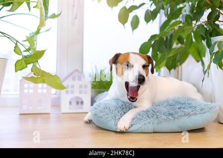 Der gähnende, schlaflosen Hund Jack Russell Terrier liegt auf einem blauen, flauschigen Kissen auf der Fensterbank. Verwöhntes Haustier. Gemütlicher Ort zum Schlafen am Fenster umgeben von Stockfoto