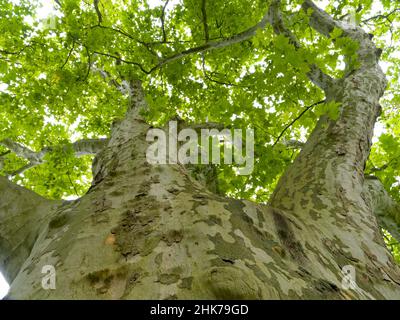 Alte große Platane (Platanus), Froschperspektive, Schlossgarten Belvedere, Weimar, Thüringen, Deutschland Stockfoto