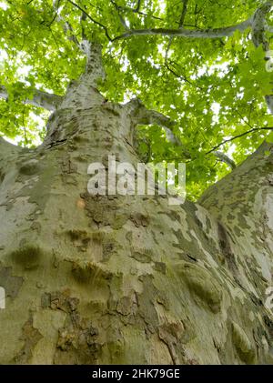 Alte große Platane (Platanus), Froschperspektive, Schlossgarten Belvedere, Weimar, Thüringen, Deutschland Stockfoto