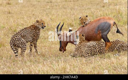 Vier männliche Geparden (Acinonyx jubatus) töten einen erwachsenen Sassaby (Damaliscus lunatus) im Masai Mara Game Reserve, Kenia Stockfoto