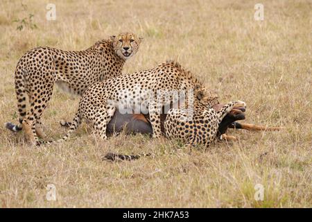 Vier männliche Geparden (Acinonyx jubatus) töten einen erwachsenen Sassaby (Damaliscus lunatus) im Masai Mara Game Reserve, Kenia Stockfoto