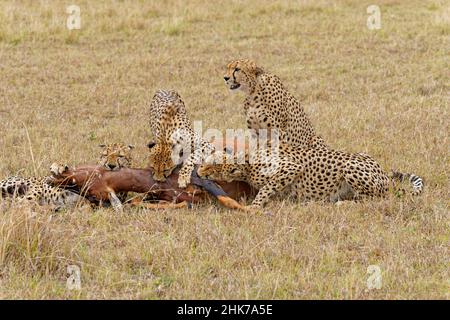 Vier männliche Geparden (Acinonyx jubatus) töten einen erwachsenen Sassaby (Damaliscus lunatus) im Masai Mara Game Reserve, Kenia Stockfoto