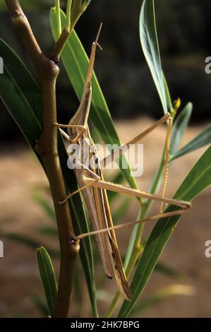 Mediterrane, schräge Heuschrecke (Acrida ungarica), Sardinien, Italien Stockfoto