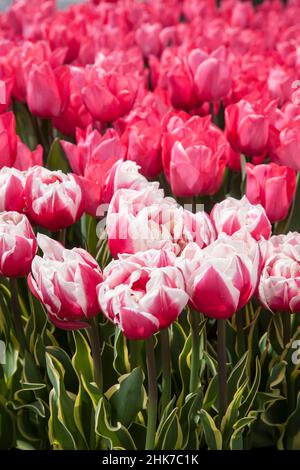 Vertikale Landwirtschaft Bunte Rosa Tulpen Garten auf einem Bauernhof in Monmouth County, New Jersey, USA, Tulip Vertical Farming NJ, US Stockfoto
