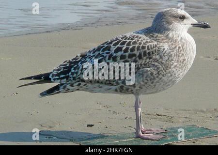 Möwe, Ostseestrand, Kurische Nehrung, Litauen, Nida, Litauen Stockfoto