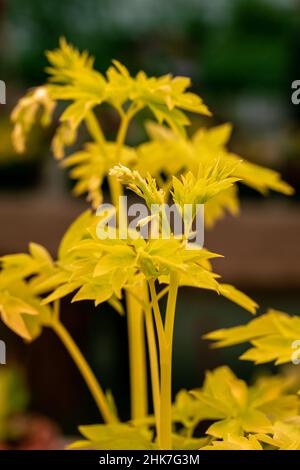 Nahaufnahme des leuchtend gelben Laubs des blutenden Herzens „Weißgold“. Lamprocapnos Dicentra spectabilis Stockfoto