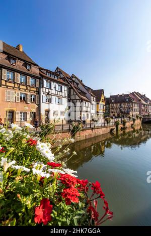 Fachwerkhäuser und der Fluss Lauch in Little Venice, La Petite Venise, Fluss Lauch, Bezirk Krutenau, Altstadt, Colmar, Elsass, Frankreich Stockfoto