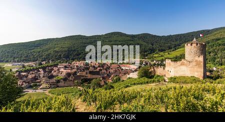 Blick auf die Stadt mit Weinbergen und der Burg von Kaysersberg, Weindorf, Kaysersberg, Elsass, Frankreich Stockfoto