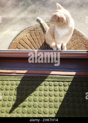 Cream Tabby Cat wartet an einer Tür, um reingelassen zu werden Stockfoto