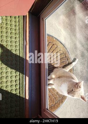Cream Tabby Cat wartet an einer Tür, um reingelassen zu werden Stockfoto