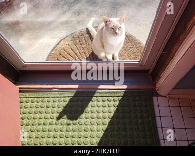 Cream Tabby Cat wartet an einer Tür, um reingelassen zu werden Stockfoto