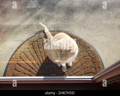 Cream Tabby Cat wartet an einer Tür, um reingelassen zu werden Stockfoto