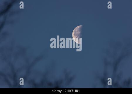 Nahaufnahme des abnehmenden Mondes - Halbmond - am frühen Morgen gegen blauen Himmel. Silhouette von Baum und Ästen vorne. Stuttgart, 25. Januar 202 Stockfoto