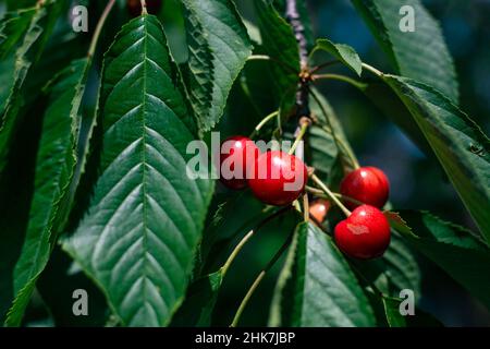 Rote reife Kirschen auf einem Ast im Garten. Frühlingsfrüchte. Stockfoto