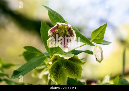 Helleborus orientalis Ballard Hybriden Gelbe gepunktete Blume Stockfoto