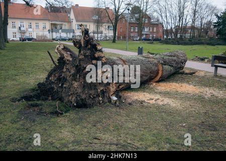 Ein Baum, der durch einen Sturm fiel, wurde aufgesägt Stockfoto