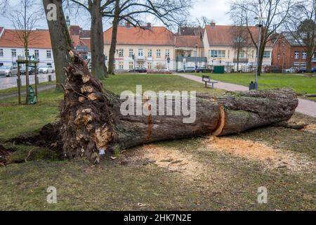 Ein Baum, der durch einen Sturm fiel, wurde aufgesägt Stockfoto