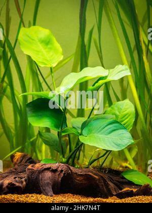 Selektiver Fokus einer Anubias Barteri Aquarienpflanze mit unscharfem Hintergrund Stockfoto