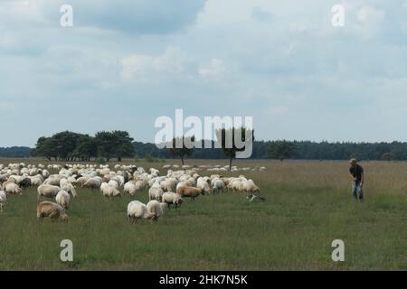 Eine Schafherde mit Hirten und Hund in einem Naturschutzgebiet. Niederlande. Stockfoto