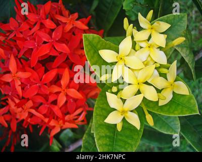 Rote und gelbe ixora-Blüten (Ixora coccinea) Stockfoto