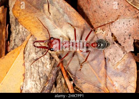 Riesenbullanse, Myrmecia brevinoda oder Myrmecia gratiosa. Auch bekannt als riesige braune Bullenante und Bulldog-Ante. Diese sind eine der größten Ameisen in der Stockfoto