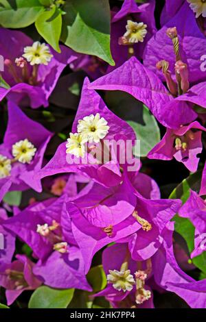 Rosa Bougainvillea Blumen (Bougainvillea spectabilis) Stockfoto