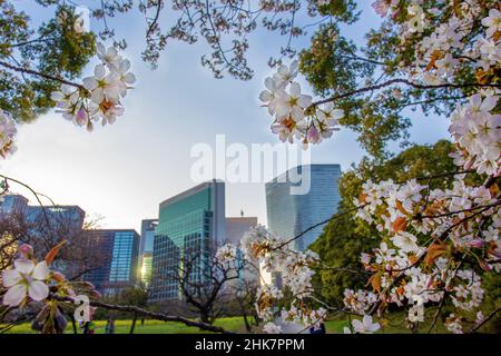 Idyllisches Stadtbild bei Sonnenuntergang mit Kirschblüten in den Hamarikyu-Gärten - Blick durch die Sakura-Blüten auf die Wolkenkratzer der Innenstadt von Tokio Stockfoto