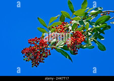 Brasilianische peppertree Früchte (Schinus terebinthifolius) Stockfoto