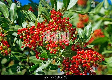 Brasilianische peppertree Früchte (Schinus terebinthifolius) Stockfoto
