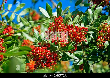 Brasilianische peppertree Früchte (Schinus terebinthifolius) Stockfoto