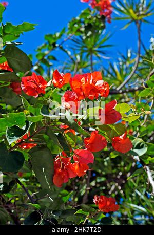 Orangefarbene Bougainvillea-Blüten (Bougainvillea glabra) Stockfoto