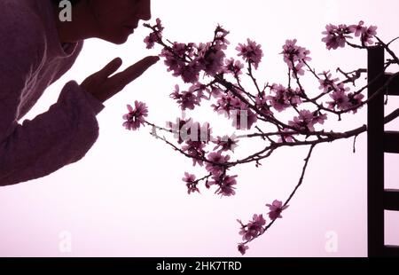 Unverkennbare Frau mit einem Zweig aus Mandelbaum, auf purpurem Hintergrund mit Platz für eine Kopie für einen Frauentag Stockfoto