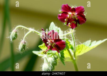 Geranium phaeum, gemeinhin als dunkler Kranichschnabel, trauernde Witwe oder schwarze Witwe bezeichnet. Blumen aus nächster Nähe. Stockfoto