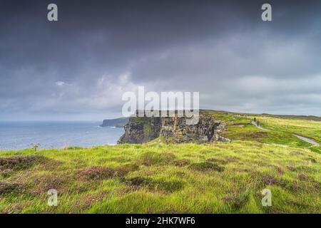 Lila Heidekraut wächst auf den berühmten Cliffs of Moher, beliebte Touristenattraktion, UNESCO-Weltkulturerbe, Wild Atlantic Way, Clare, Irland Stockfoto