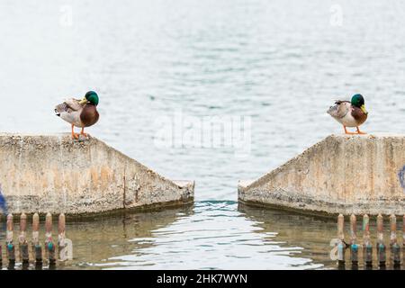 Enten in einem Teich Sonnenbaden Stockfoto