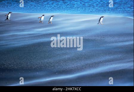 Gentoo Penguins (Pygocelis papua papua) Wandern durch einen Sandsturm, Sea Lion Island, Falkland Islands, Südamerika Stockfoto