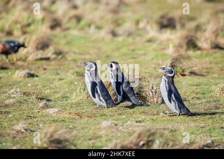 Magellanic Pinguine (Spheniscus magellanicus) Wandern, Sea Lion Island, Falkland Islands, Südamerika Stockfoto