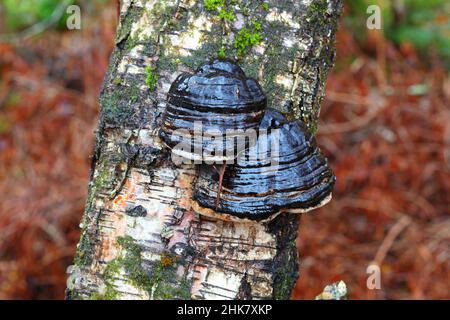 Horse Hufpilze, die auf einem silbernen Birkenbaum-Stamm wachsen. Torridon, Schottland, Großbritannien. Stockfoto