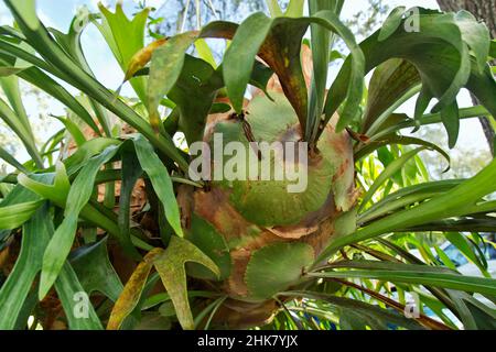 Staghorn Fern 'Platycrium bifurcatus', 'Polypodiaceae' Familie. Stockfoto