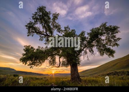 Cottonwood Tree bei Sonnenuntergang, Lamar Valley, Yellowstone National Park, Wyoming. Stockfoto