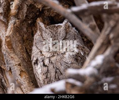 Östlicher Kreischeul (Megascos asio), graues Morph, das an verschneiten Wintertagen in Baumhöhlen brüllt Stockfoto