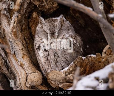 Östlicher Kreischeul (Megascos asio), graues Morph, das an verschneiten Wintertagen in Baumhöhlen brüllt Stockfoto