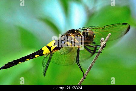 Nahaufnahme einer goldberingten Libelle Stockfoto