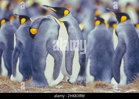 Königspinguine (Aptenodytes Patagonicus), Nahaufnahme, East Falkland, Falkland-Inseln, Südamerika Stockfoto
