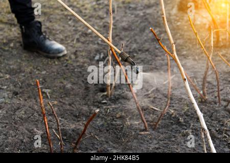 Sprühen Sie Pestizide, Pestizide auf Himbeerbusch. Landwirt Mann sprüht Baum mit manuellen Pestizid-Sprüher gegen Insekten im Frühlingsgarten. Landwirtschaft und Stockfoto