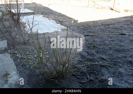 Begasende pesti, Schädlingsbekämpfung. Unschärfe Landwirt Mann sprühen Rosen Busch mit manuellen Pestizid-Sprüher gegen Insekten im Frühlingsgarten. Landwirtschaft und Stockfoto