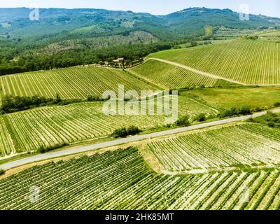 Luftaufnahme von endlosen Reihen von Weinreben rund um Orvieto Stadt. Weinberge, Plantagen von Weinreben, die hauptsächlich für die Weinherstellung in Umbrien angebaut werden, IT
