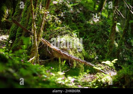 Botro ai Buchi del Diavolo (Teufelsschlucht), felsiger Wanderweg, der entlang des ausgetrockneten Flusses führt. Schöner Fußweg, der sich in den Wald in der Nähe von S erstreckt Stockfoto