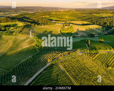 Luftaufnahme von endlosen Reihen von Weinreben rund um San Gimignano Stadt. Weinberge, Plantagen von Weinreben, die hauptsächlich für die Weinherstellung in Tusc angebaut werden Stockfoto