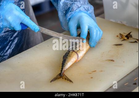 Ein Arbeiter schneidet geräucherte Makrelen mit einem Messer in Stücke. Stockfoto